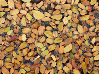 autumn leaf on water