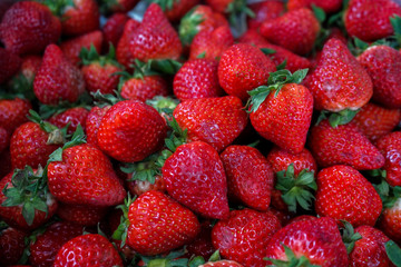 たくさんのいちご