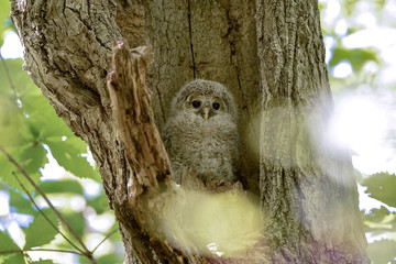エゾフクロウの子供