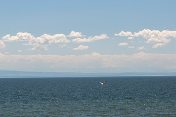 Cormorants and gulls fly over the lake Zaisan