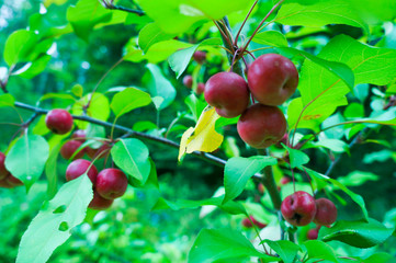 red apples on tree