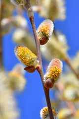Spring flowering catkins stamens