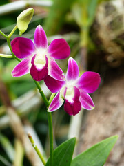 Purple orchids closeup