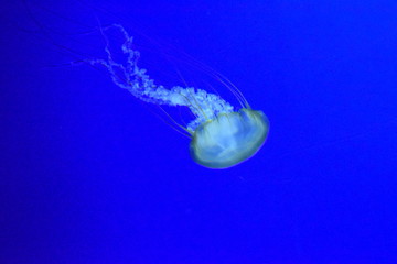 クラゲ