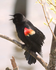 Red-winged Blackbird