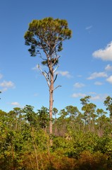 Grand Bahamas Island - Baum in Landschaft