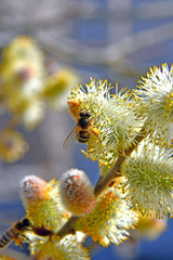Spring flowering catkins stamens