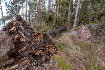 windfall with roots in a swedish forest