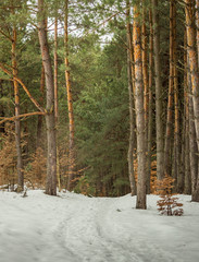 Szlakiem Orlich Gniazd (Mirów)