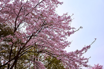 Cherry blossom tree blooming with flowers during spring in South Korea.