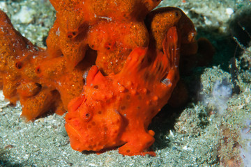 Painted frogfish Antennarius pictus