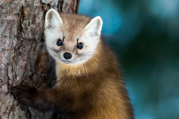 American Marten - Martes americana, climbing a pine tree trunk, making eye contact.  Background is bokeh of skylight through the forest. - obrazy, fototapety, plakaty