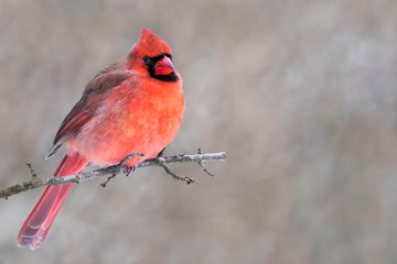 Northern Cardinal - Cardinalis cardinalis, a male perched on a branch with raised crest and puffed up to keep warm.  Background is bokeh of snowy forest.