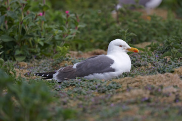 Black backed gull