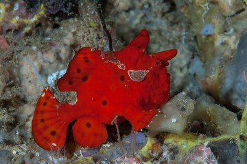 Painted frogfish Antennarius pictus