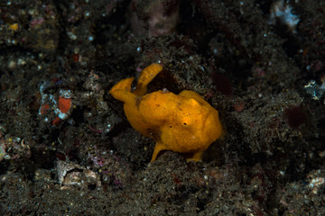 Painted frogfish Antennarius pictus