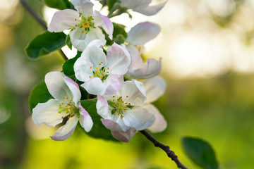 apple tree flowers