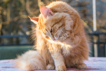 Adorable long haired cat of siberian breed in relax. Hypoallergenic pet of livestock