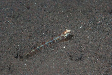Reef lizardfish Synodus variegatus
