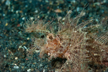 Ambon Scorpionfish Pteroidichthys amboinensis