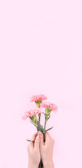 Woman giving bunch of elegance blooming baby pink color tender carnations isolated on bright pink background, mothers day decor design concept, top view, close up, copy space