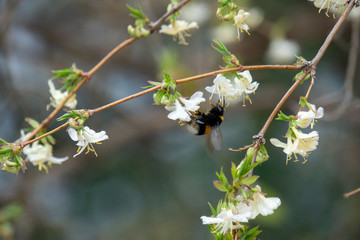 Hummel im Frühling beim Nektar sammeln