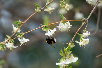 Hummel im Frühling beim Nektar sammeln © Patrick