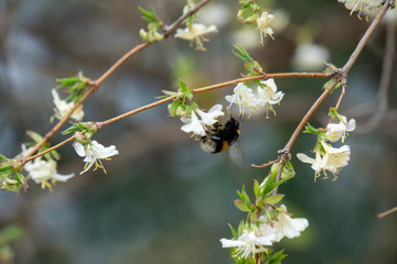 Hummel im Frühling beim Nektar sammeln