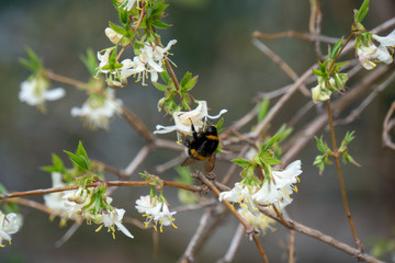 Hummel im Frühling beim Nektar sammeln © Patrick