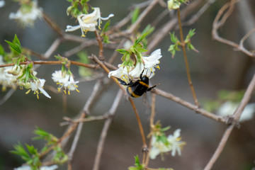 Hummel im Frühling beim Nektar sammeln © Patrick