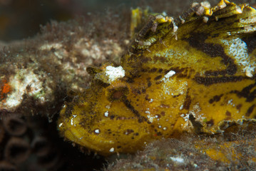 Fototapeta na wymiar Leaf Scorpionfish Taenianotus triacanthus