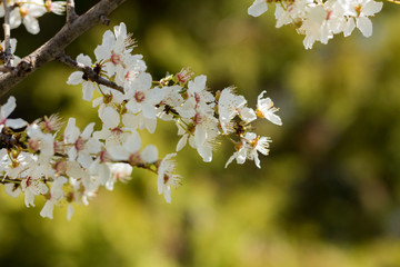 Flowering tree in the early spring