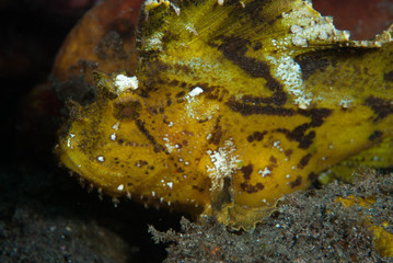 Leaf Scorpionfish Taenianotus triacanthus