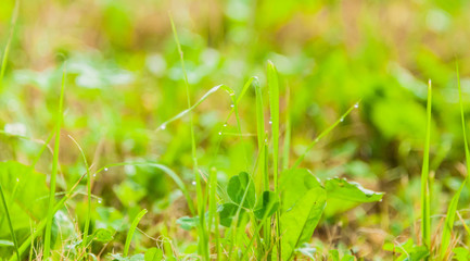 A fresh meadow after rain with water drops on the blades of grass