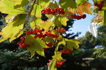 red grapes in autumn