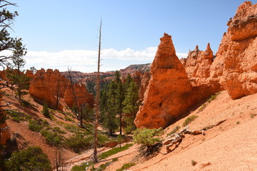 landscape on the bryce canyon in the united states of america