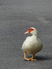 white duck on road