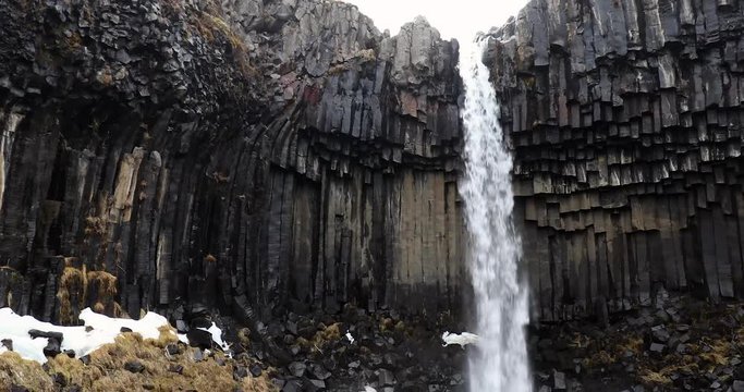 Svartifoss basalt column waterfall in the Skaftafell near vatnajokull national park in souteast iceland 