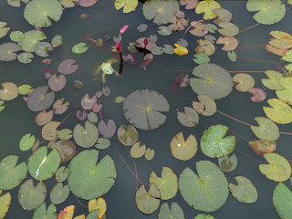 A pond with lotus leaf and frog