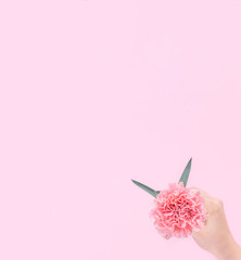Woman giving a single elegance blooming baby pink color tender carnation isolated on bright pink background, greeting and decor design concept, top view, close up, copy space