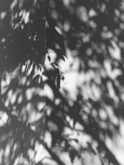 shadow tree on white wall