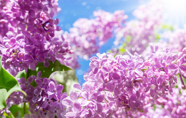 Lilac flowers - purple lilac in the sunshine