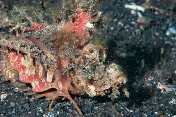 Spiny Devilfish Inimicus didactylus