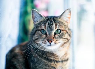 portrait of cute edgy cat sitting on the window surrounded by bright circles of light and white tulle