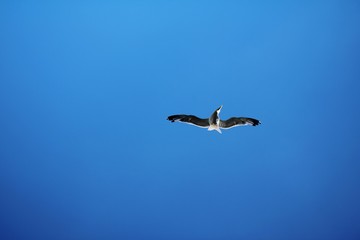 Seagull floating in the air