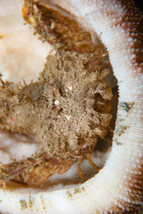 Spiny Devilfish Inimicus didactylus