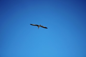 Seagull floating in the air