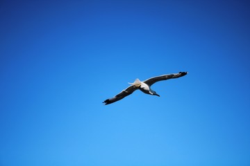 Seagull floating in the air