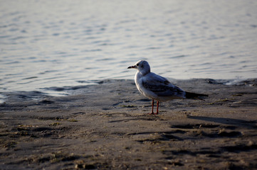 mouette au bord de la mer Baltique