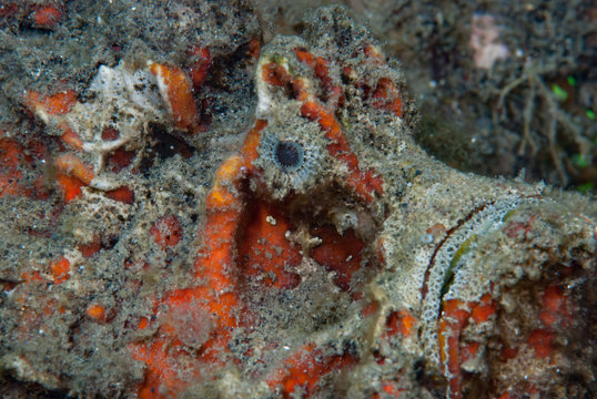 Spiny Devilfish Inimicus didactylus